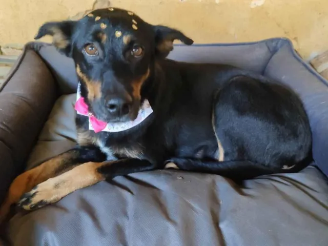Cachorro ra a SRD-ViraLata idade 6 ou mais anos nome Pretinha