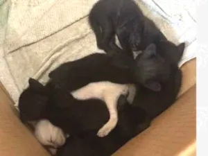 Gato raça SRD-ViraLata idade Abaixo de 2 meses nome Não tem nomes ainda 