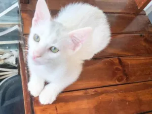 Gato raça SRD-ViraLata idade 2 a 6 meses nome Josias 