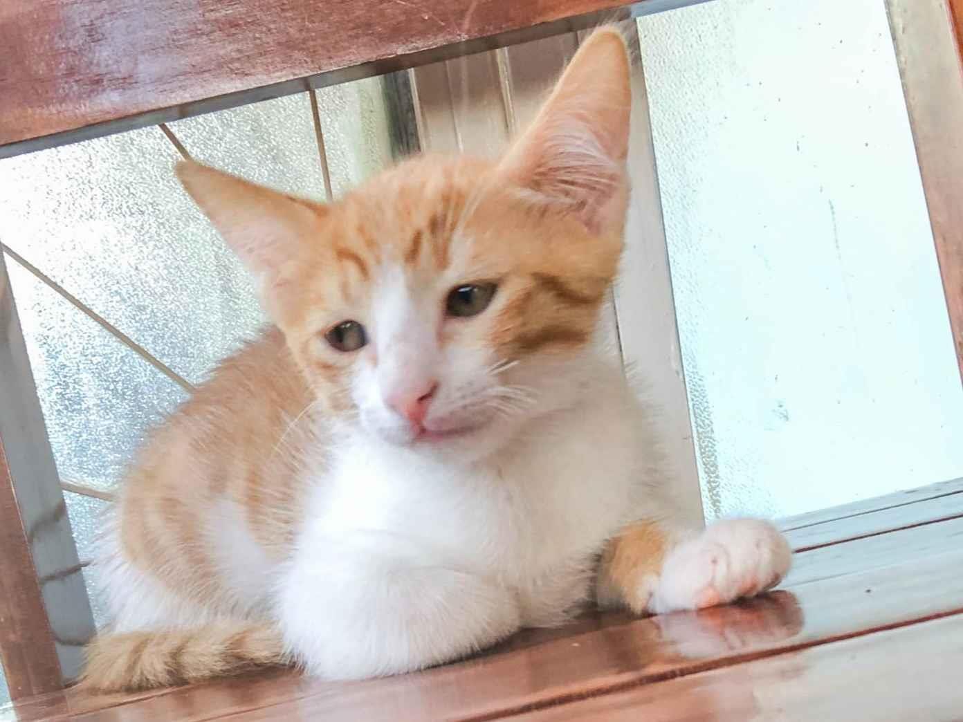 Cachorro ra a SRD-ViraLata idade 2 a 6 meses nome Laranja 