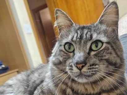 Gato ra a SRD-ViraLata idade 2 anos nome Mozart (momo)