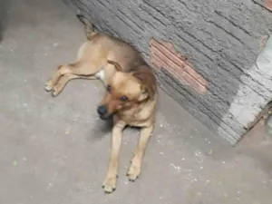 Cachorro ra a SRD-ViraLata idade 3 anos nome Lobinho