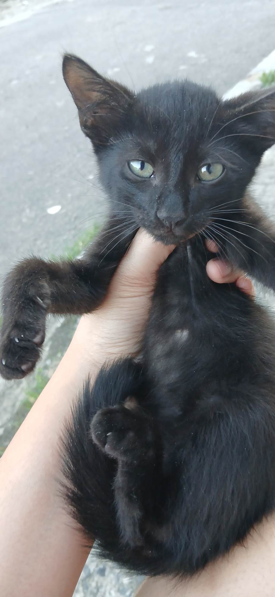 Gato raça SRD-ViraLata idade 2 a 6 meses nome Sem nome