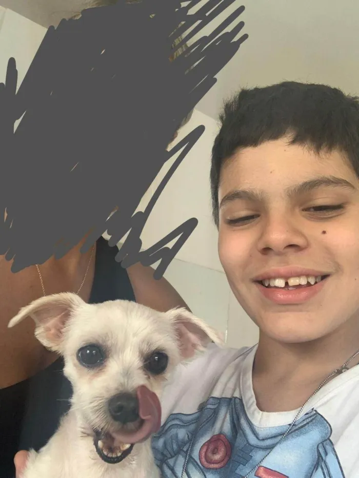 Cachorro ra a Maltês idade 5 anos nome LULY