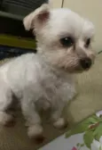 Cachorro ra a Maltês idade 5 anos nome LULY