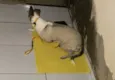 Cachorro ra a SRD-ViraLata idade 3 anos nome Laika