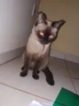 Gato ra a SRD-ViraLata idade 6 ou mais anos nome Luna