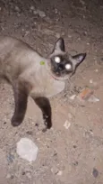 Gato ra a SRD-ViraLata idade 6 ou mais anos nome Luna