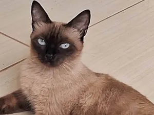 Gato raça SRD-ViraLata idade 6 ou mais anos nome Luna