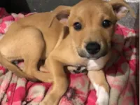 Cachorro raça Labrador idade 2 a 6 meses nome Maitê 