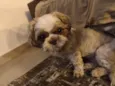 Cachorro ra a Shitzu idade 5 anos nome Lyon 