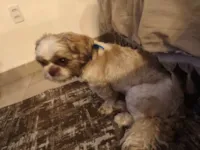 Cachorro ra a Shitzu idade 5 anos nome Lyon 