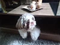 Cachorro ra a Shitzu idade 5 anos nome Lyon 