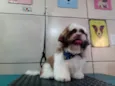 Cachorro ra a Shitzu idade 5 anos nome Lyon 