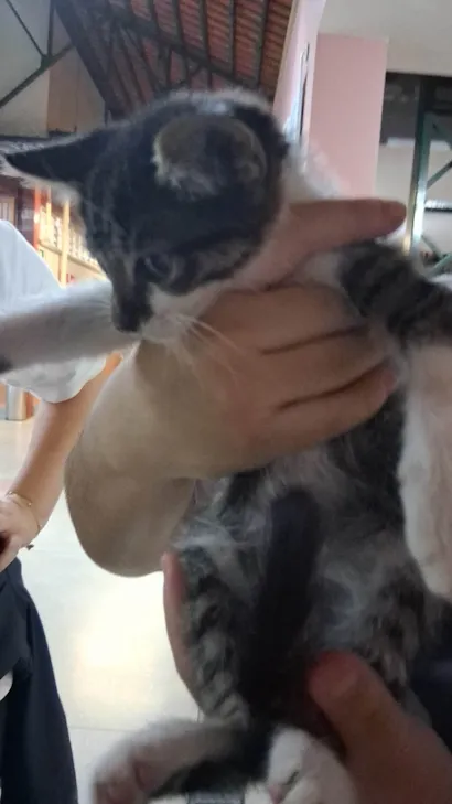 Gato ra a SRD-ViraLata idade 2 a 6 meses nome Ameli