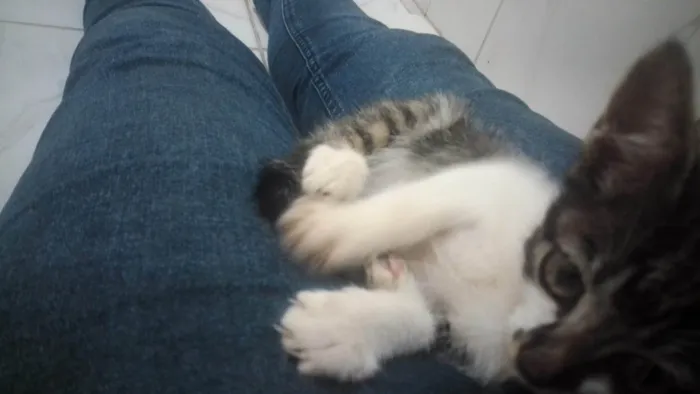 Gato ra a SRD-ViraLata idade 2 a 6 meses nome Ameli