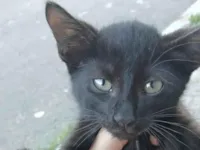 Gato raça SRD-ViraLata idade 2 a 6 meses nome Sem nome