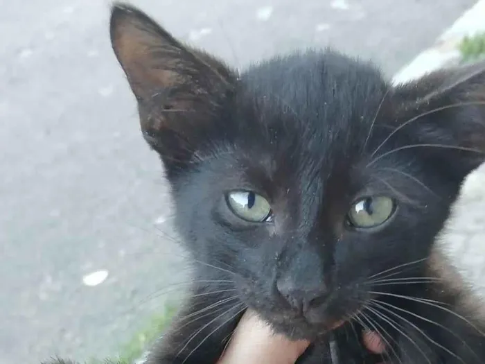 Gato raça SRD-ViraLata idade 2 a 6 meses nome Sem nome