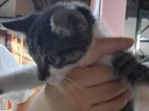 Gato raça SRD-ViraLata idade 2 a 6 meses nome Ameli