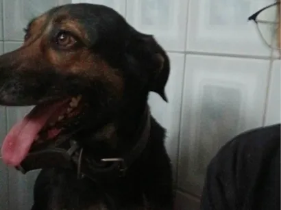 Cachorro raça SRD-ViraLata idade 5 anos nome Jimmy