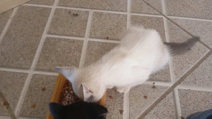 Gato ra a Siamês idade 2 a 6 meses nome Raquel Gomes 