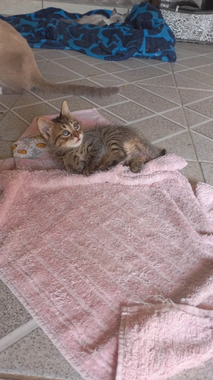 Gato ra a Siamês idade 2 a 6 meses nome Raquel Gomes 