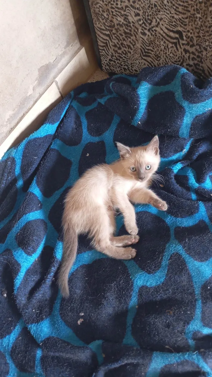 Gato ra a Siamês idade 2 a 6 meses nome Raquel Gomes 