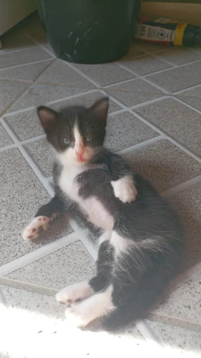 Gato ra a Siamês idade 2 a 6 meses nome Raquel Gomes 