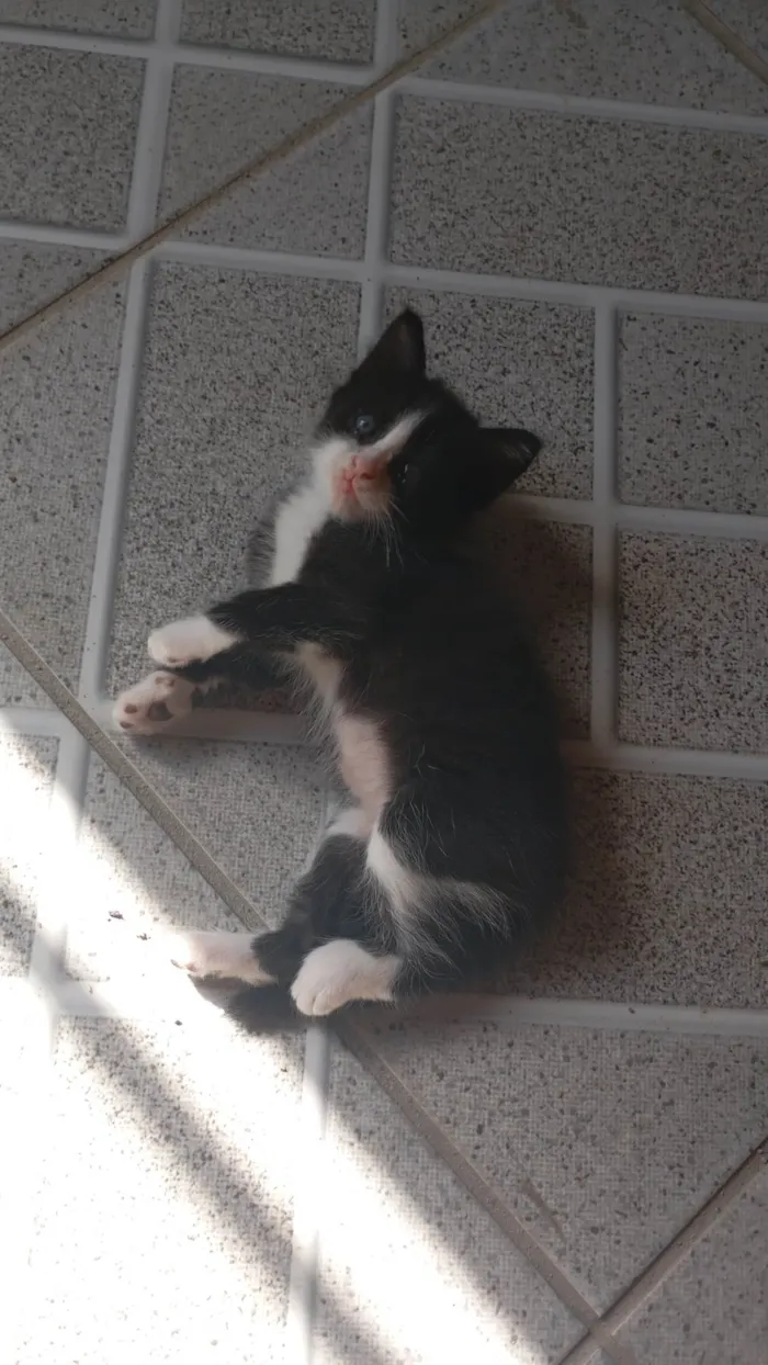 Gato ra a Siamês idade 2 a 6 meses nome Raquel Gomes 