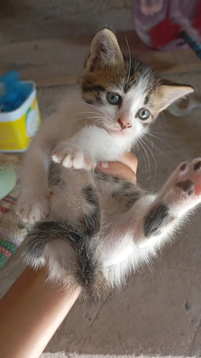 Gato ra a Siamês idade 2 a 6 meses nome Raquel Gomes 