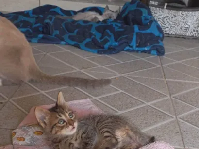 Gato raça Siamês idade 2 a 6 meses nome Raquel Gomes 