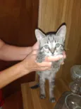 Gato ra a SRD-ViraLata idade Abaixo de 2 meses nome Paulinho