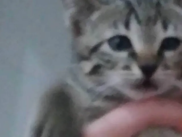 Gato ra a SRD-ViraLata idade Abaixo de 2 meses nome Paulinho