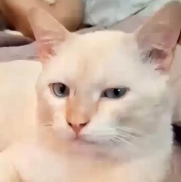 Gato ra a SRD-ViraLata idade 2 anos nome João Vitor 