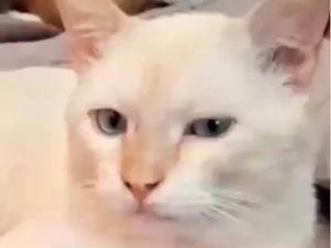 Gato raça SRD-ViraLata idade 2 anos nome João Vitor 