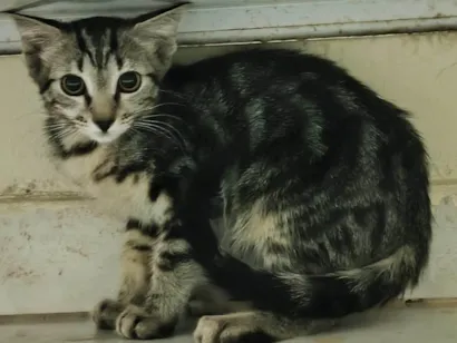 Gato raça SRD-ViraLata idade 2 a 6 meses nome Moon