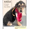 Cachorro ra a SRD-ViraLata idade 2 a 6 meses nome MARINA