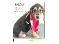 Cachorro ra a SRD-ViraLata idade 2 a 6 meses nome MARINA