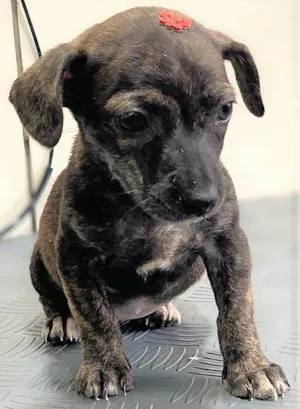 Cachorro ra a SRD-ViraLata idade 2 a 6 meses nome MATILDA