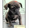 Cachorro ra a SRD-ViraLata idade 2 a 6 meses nome MATILDA