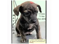 Cachorro ra a SRD-ViraLata idade 2 a 6 meses nome MATILDA