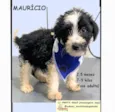Cachorro ra a SRD-ViraLata idade 2 a 6 meses nome MAURICIO
