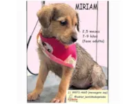 Cachorro raça SRD-ViraLata idade 2 a 6 meses nome MIRIAM