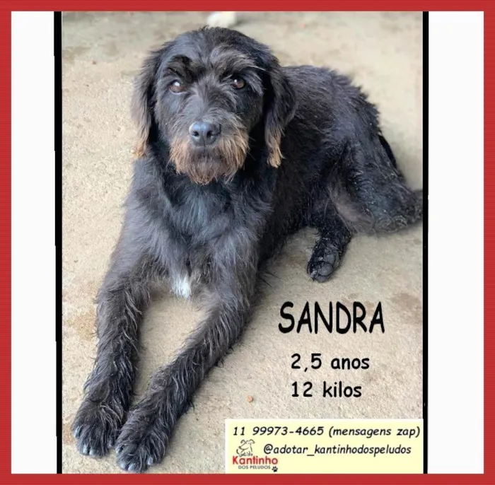 Cachorro ra a SRD-ViraLata idade 2 anos nome SANDRINHA
