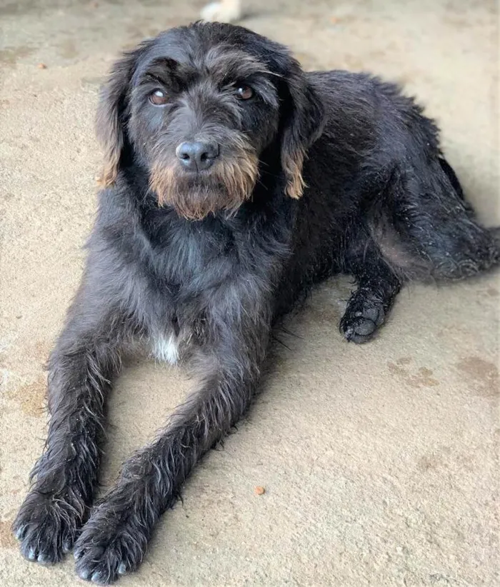 Cachorro ra a SRD-ViraLata idade 2 anos nome SANDRINHA