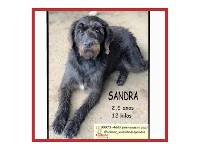 Cachorro ra a SRD-ViraLata idade 2 anos nome SANDRINHA