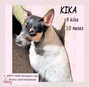 Cachorro raça SRD-ViraLata idade 1 ano nome KIKA