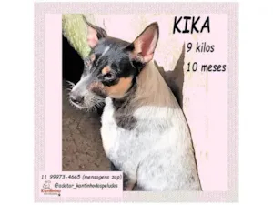 Cachorro raça SRD-ViraLata idade 1 ano nome KIKA