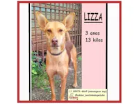 Cachorro ra a SRD-ViraLata idade 3 anos nome LIZZA