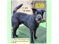 Cachorro raça SRD-ViraLata idade 1 ano nome OLIVER